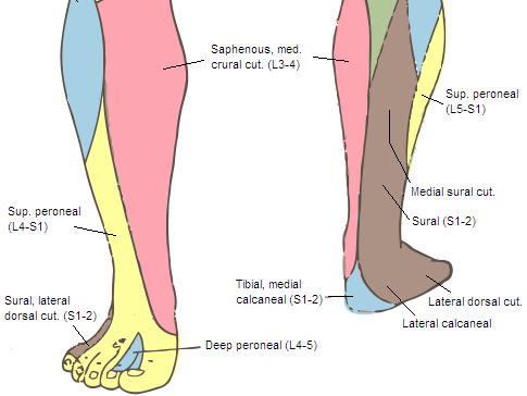 Cambridge orthopaedics - Ankle block, UK